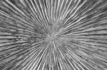 Obraz premium Close up blurry of circle wooden pattern use for background