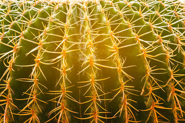 Close up golden barrel cactus in the garden