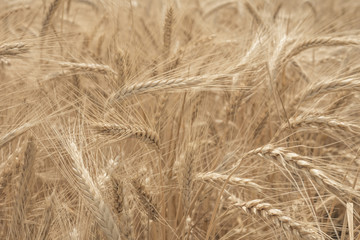 rye field. Wheat Field with the Sun. Golden Wheat Ears close-up. A fresh Crop of Rye