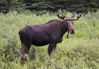 Naklejka na ściany i meble Moose forging through the brush