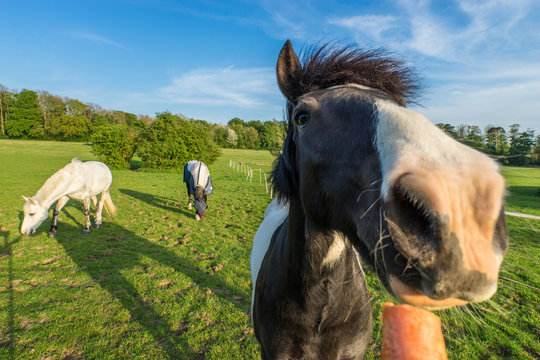 Closeup View Of Horse Eating Carrot 