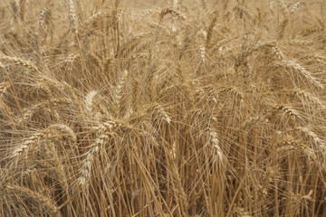 rye field. Wheat Field with the Sun. Golden Wheat Ears close-up. A fresh Crop of Rye