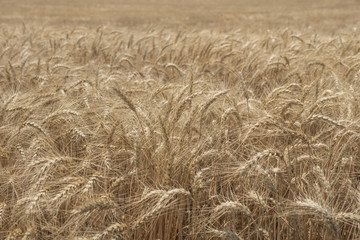 rye field. Wheat Field with the Sun. Golden Wheat Ears close-up. A fresh Crop of Rye
