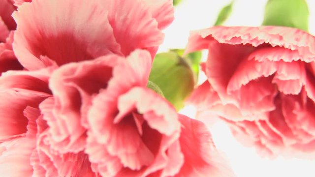 Red carnation on a  white background