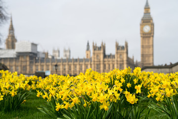 Yellow flowers with Big Ben and the Palace of Westminster in blurry background - selective focus