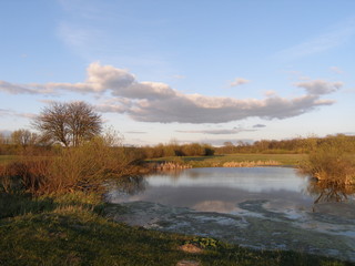 Fototapeta na wymiar Spring on the lake. Evening landscape.