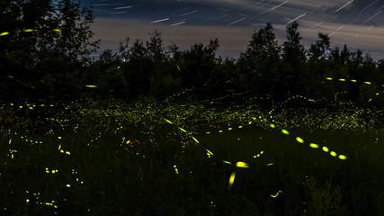 &Eacute;toiles & lucioles