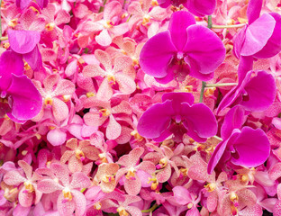 Fototapeta na wymiar beautiful orchid flower, bouquet of orchid flower