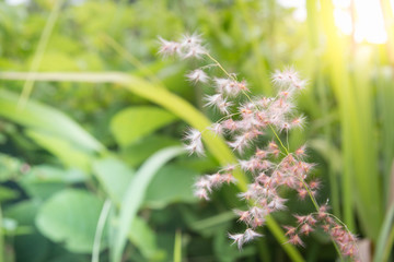 flower grass at morning summer misty  time