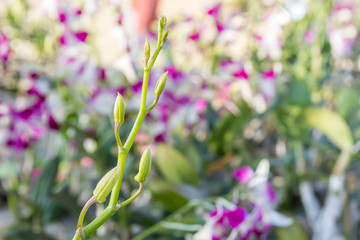 A large bouquet of white and pink orchids. Close up.