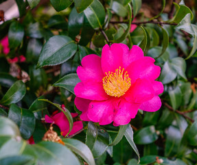 Beautiful red flower of Japanese Camellia