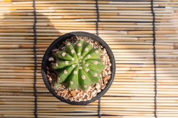 cactus in mini pot