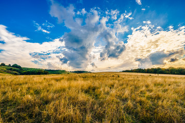 Fototapeta premium Meadow at sunset 