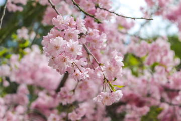Obraz na płótnie Canvas beautiful pink sakura, cherry blossom