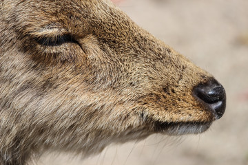 close up head of young dee