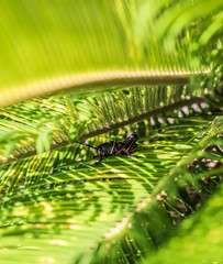 A young Eastern Lubber Grasshopper on the leaves of a Sago Palm tree.