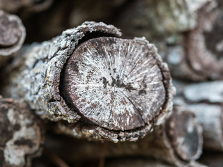 Close up of a very old chopped log for firewood with visible signs of deterioration.