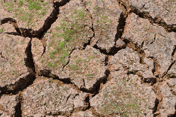Green grass in the cracks in the dried soil in arid season