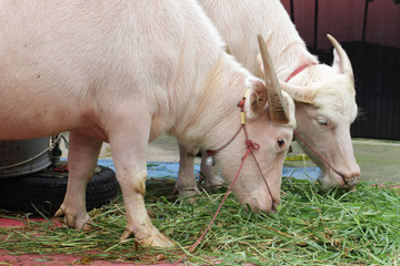 Close-up two White Buffalo eat green glass in farm, Peace calm bull with horn, wildlife,