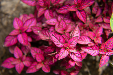 Close up of bright red leaves of Polka Dot Plant (Hypoestes, Pink splash Plant)