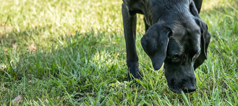 Black Labrador Retriever Pointer Mix Dog Sniffing The Grass.