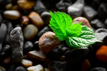 Pebbles with green sprout