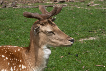 Profile head shot of young Sika Deer