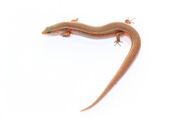 Many-lined Sun Skink (Common Slender Skink , Common Slender Skink, Green Crested Lizard Isolated on white background