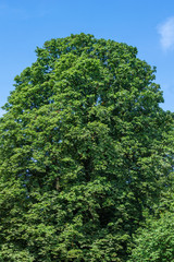 Grüner Baum vor blauem Himmel