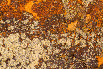 Termite nest on a sheet of gypsum