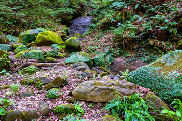 Moss covered rocks and small stream in forest