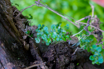 small plants on the nature rock wall