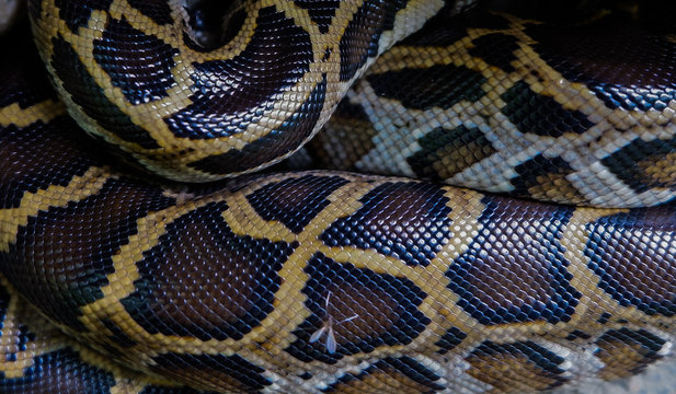 Skin of Burmese python,Python bivittatus,