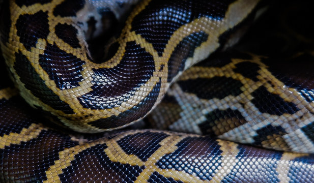 Skin of Burmese python,Python bivittatus,