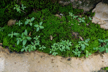 moss and small plant on stone wall