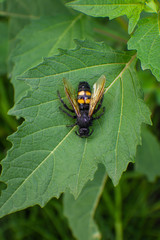  On the green sheet is a huge black wasp.