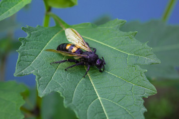  On the green sheet is a huge black wasp.