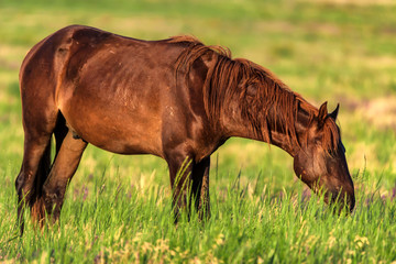 Naklejka na ściany i meble Wild horse grazes in the sunlit meadow