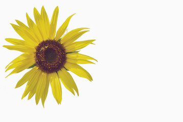 beautiful sun flower with little bee isolated on white background ( with clipping path