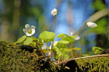 Wood Sorrel - Oxalis acetosella