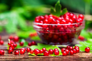Ripe redcurrant in glass bowl close