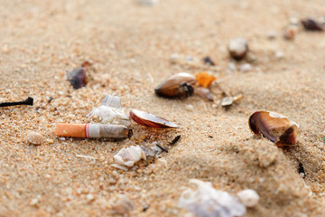 Cigarette butts and shells on the beach, pollution concept.
