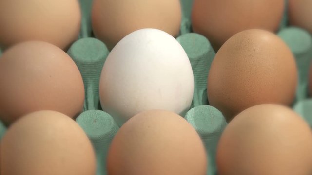 Individual White Egg  with Brown Eggs  In An Rotating Green  Carton Egg Tray