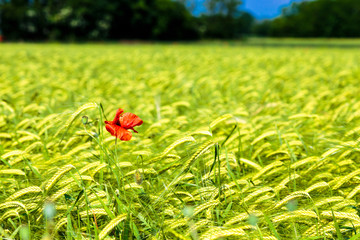 Spring in the fields of Italy