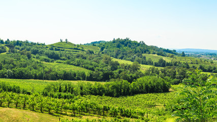 The fields of Friuli Venezia-Giulia cultivated with grapevines