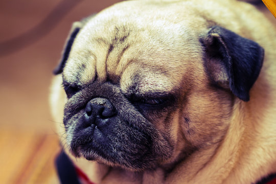 Close up face of Cute pug puppy dog sleeping
