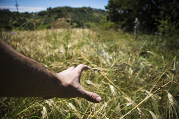 Mano che afferra spiga di grano