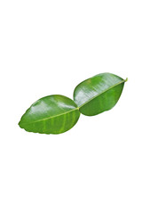 Kaffir lime leaves , bergamot isolated on white background 