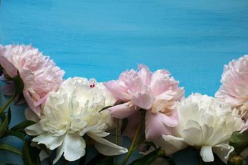 Delicate white and pink peonies on a blue background