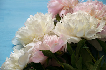 Delicate white and pink peonies on a blue background